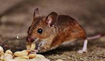 24 Hour & Emergency Exterminators in Newburgh, NY
